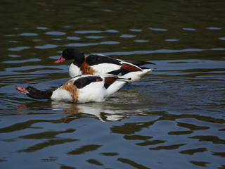 Shelducks (Tadorna tadorna)