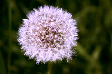 Downy ball of a dandelion.