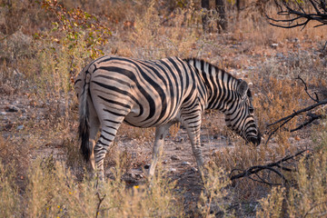 Zebra in Etosha National Park, Namibia