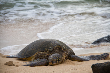 An endangered Hawaiian green sea turtle resting on a beach on Oahu with waves splattering around it.