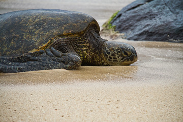An endangered Hawaiian green sea turtle resting on a beach on Oahu.