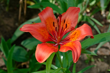 The scarlet flower of the daylily.