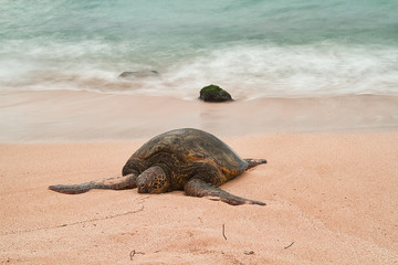 An endangered Hawaiian green sea turtle resting on a beach on Oahu with motion blurred waves and a stormy sky.