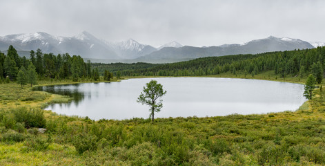 Fototapeta premium Nature of Altai mountains