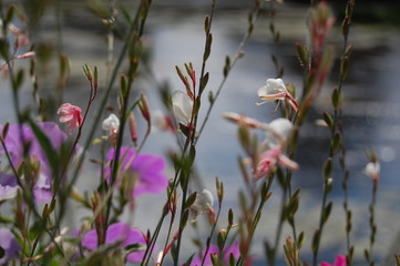 Massif de fleurs