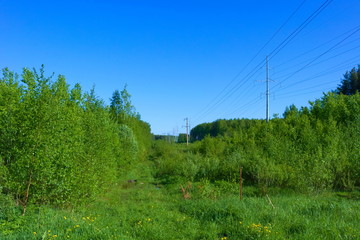 Forest with power lines.