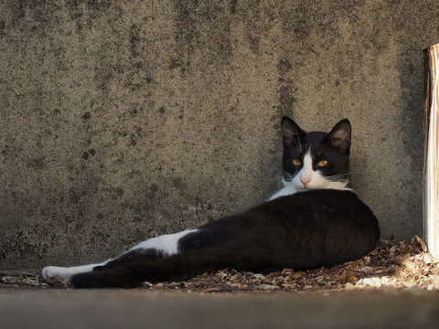 A black and white cool cat looking backward lying on a fallen leaf on the rooftop, its pose like Odalisque.