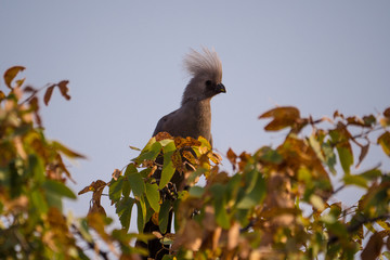 Go-Away Bird in Etosha National Park, Naibia