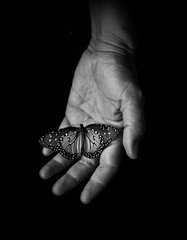 Black and white butterfly in hand