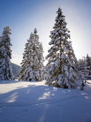 Fototapeta premium The Snow-covered winter scenery is one single pleasure