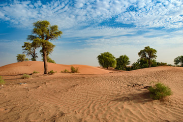 Scenic View of Sharjah Desert
