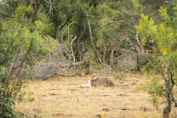 Cheetah just caught his prey after a short hunt at Kruger Nationalpark, South Africa