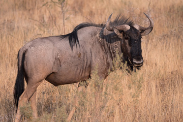 Wildebeest in Etosha National Park, Namibia