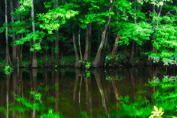 Reflections of cypress trees in the swamp of Congaree National Park.