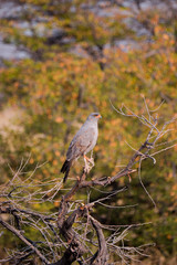 Pale Chanting Goshawk (Melierax canorus) in Etosha National Park, Namibia