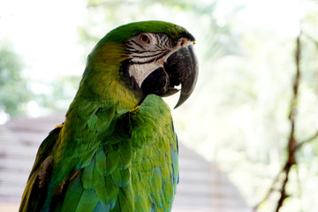 Beautiful Green Parrot