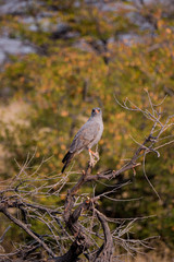 Pale Chanting Goshawk (Melierax canorus) in Etosha National Park, Namibia