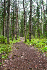 A walking trail in the forest of Prince Albert National Park.