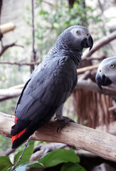 Gray Parrots and Closeup