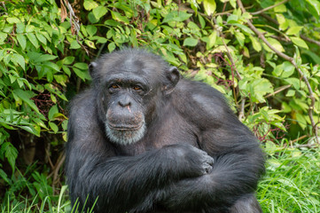 A singled isolated Chimpanzee in captivity.