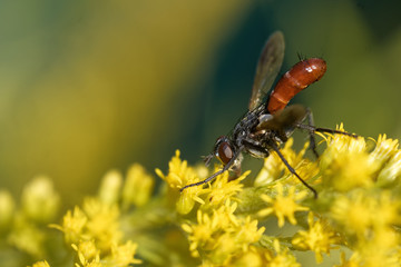 cylindromyia bicolor