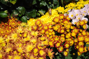  Various species of chrysanthemum flowers planted and grows in the Royal Floria Garden in...