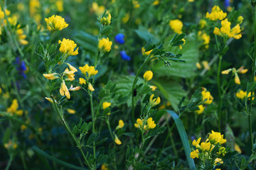 yellow flowers in garden