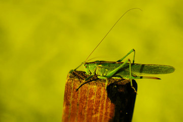Large green grasshopper sitting on brown wood..