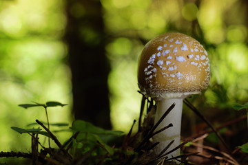 mushroom in forest