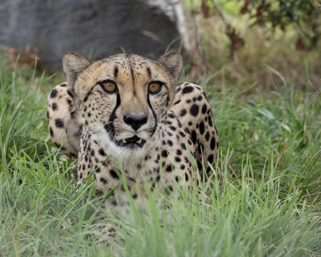 Cheetah in captivity, lying inthe grass