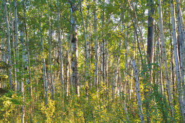 A forest full of aspen trees, focusing on the trunks.