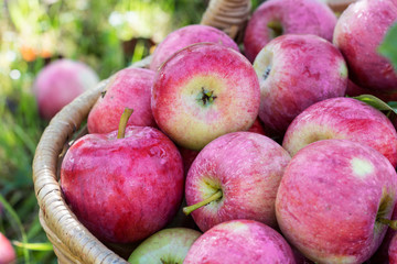 Harvest of the apples in the basket in early morning in the garden, agriculture and food concept