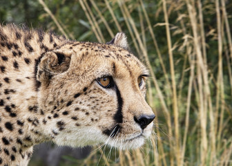 Cheetah in captivity, portrait