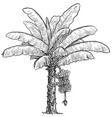 Fototapeta premium Banana tree illustration, drawing, engraving, ink, line art, vector