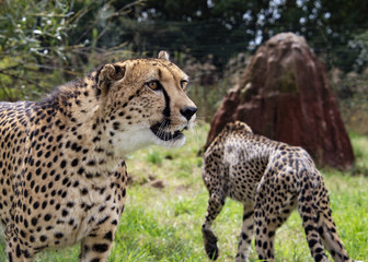 Cheetah in captivity, breeding pair