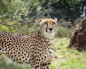 Naklejka na ściany i meble Cheetah in captivity, standing