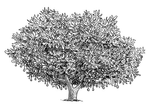 Avocado tree illustration, drawing, engraving, ink, line art, vector