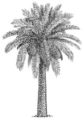 Date palm tree illustration, drawing, engraving, ink, line art, vector