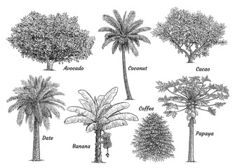 Fototapeta premium Kolekcja drzew tropikalnych, ilustracja, rysunek, grawerowanie, atrament, grafika liniowa, wektor