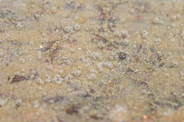 Luftblasen am Grund eines Wassertroges