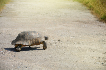 Fototapeta premium Testudo graeca tortoise - greek turtle passing the way