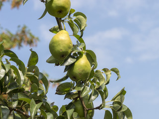 Pyrus communis. Poires et poiriers communs