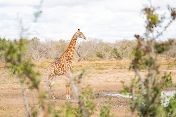 Giraffe at a waterhole at Kruger Nationalpark, South Africa