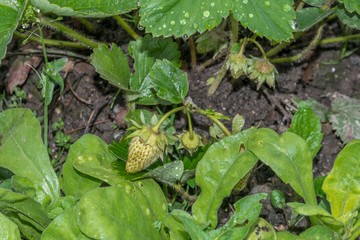 Erdbeeren mit Regentropfen nach einem Sommerregen
