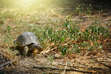 Fototapeta premium Testudo graeca tortoise - greek turtle walking in the grass