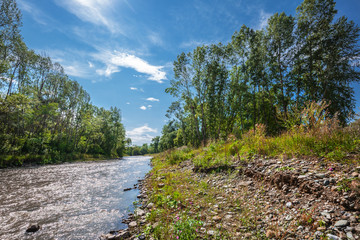 Summer landscape with mountain river. Mountain Altai