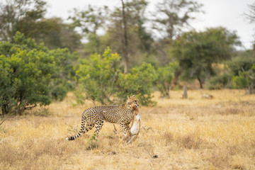 After killing his prey, the cheetah is carrying the prey to place to eat at Kruger Nationalpark,...