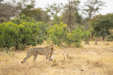 Cheetah is carrying the prey in his mouth after hunting at Kruger Nationalpark, South Africa
