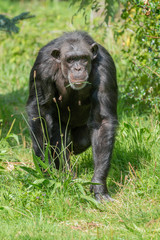 A singled isolated Chimpanzee in captivity.