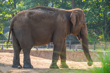 elephant. the elephant walks in the street 